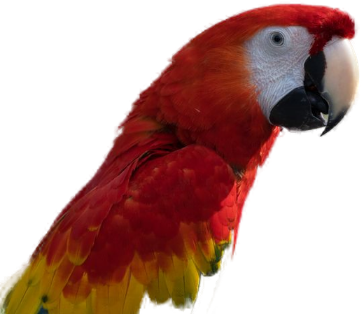 Arara-vermelha da Amazônia
